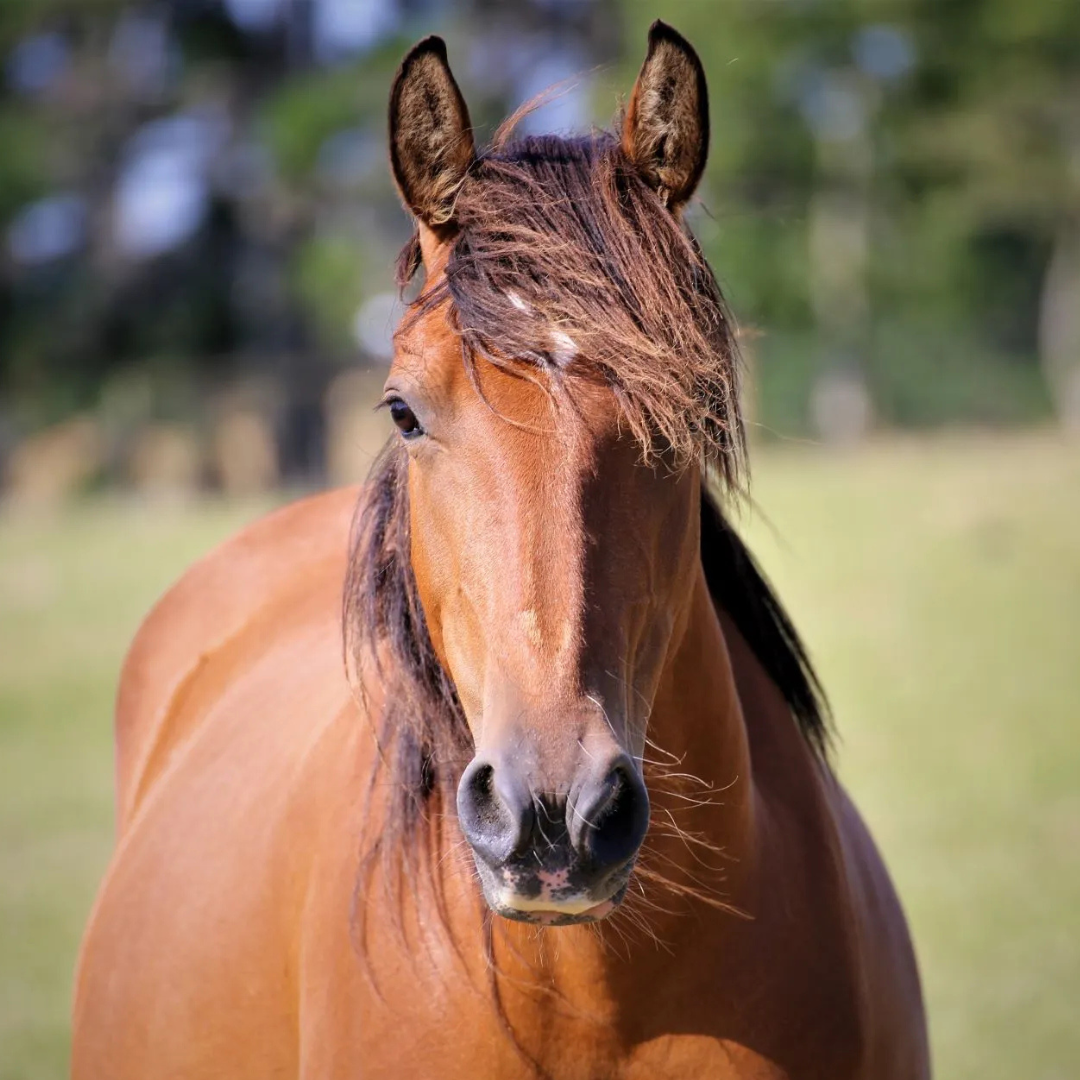 Charity Spotlight - Kaimanawa Heritage Horses